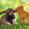 Cute Bunnies Kissing