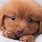 Cute Little Brown Puppies