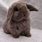 Cute Mini Lop Bunny