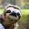 Cutest Baby Animals Sloth