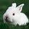 Easter Bunny White Rabbit