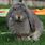 French Lop Bunny
