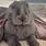 Giant Lop Eared Rabbit
