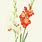 Gladiolus Art