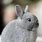 Grey Baby Rabbit