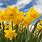 Happy Spring Daffodils