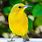 Neon Yellow Bird