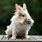 New Zealand Dwarf Rabbit
