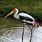 Painted Stork Bird