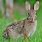 Photos of Cottontail Rabbit