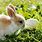 Picture of Easter Bunny Rabbit