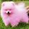 Pink Fluffy Dogs