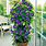 Potted Climbing Plants