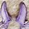 Purple Bunny Ears
