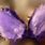 Purple Fluffy Bunny Ears