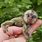 Pygmy Monkey Baby
