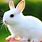 Rabbit Animal Mammal Baby