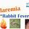 Rabbit Fever in Humans