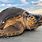 Rare Sea Turtle