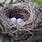 Real Bird Nest
