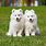Samoyed Mix Dogs