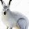 Snowshoe Hare Clip Art