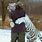 Tiger Hugging Human