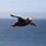 Tufted Puffin Flying