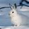 Wild Rabbits in Winter