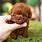 World's Most Cutest Puppy