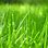 Pic of Grass