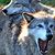 Gray Wolf Predators