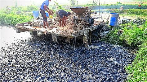 Tambak Lele: The Profitable Business of Catfish Farming in Indonesia