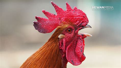ayam sebagai obat tradisional