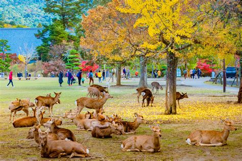 Taman Nara