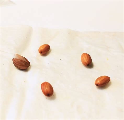 Sakura Seeds