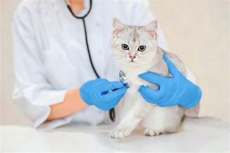 perawatan kucing