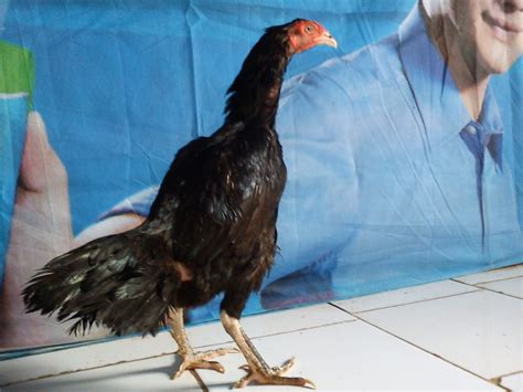 Ayam Babon Indonesia
