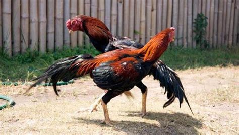 Ayam unggul indonesia