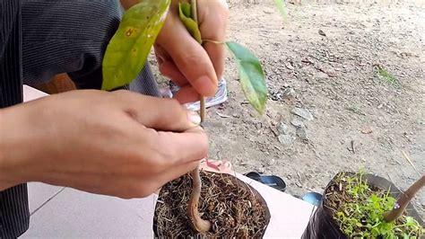 Benefits of Durian Bud Grafting in Indonesia