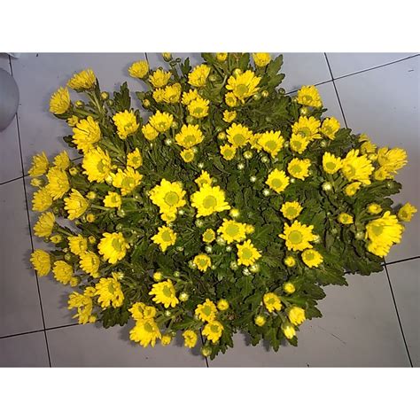 Bunga Seruni Kuning