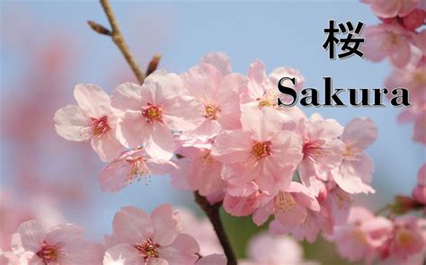 Bunga sakura dalam bahasa jepang