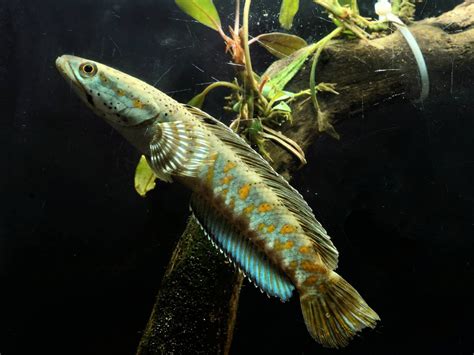 Channa Pulchra in Indonesia