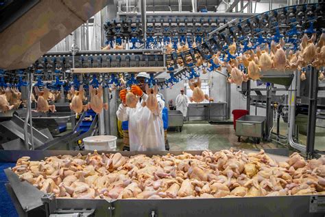 Chicken Factory Farms