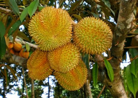 Produktivitas Durian Montong