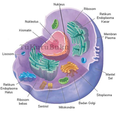 Gambar Struktur Sel