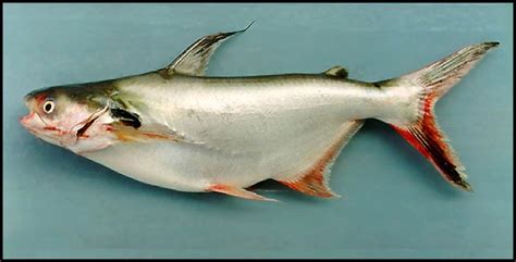 Gambar Ikan Patin