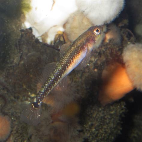 ikan karang Gobiusculus flavescens