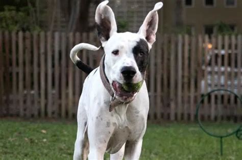 Great Dane Pit Mix Exercise