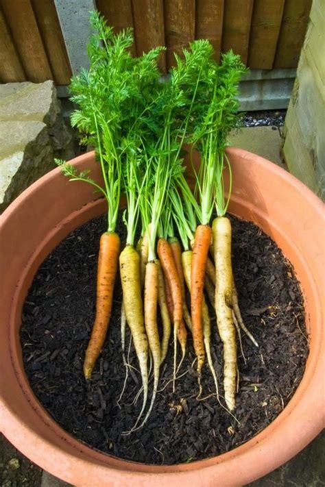Cara menanam wortel dalam pot